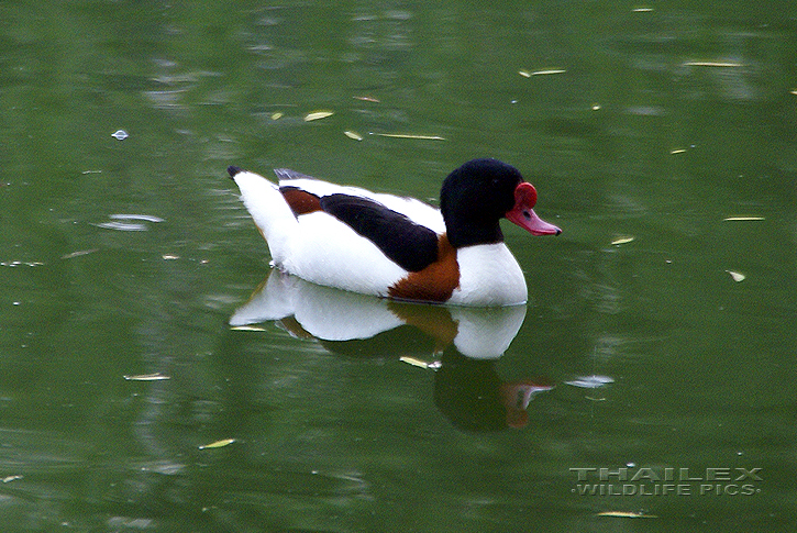 Common Shelduck (Tadorna tadorna)