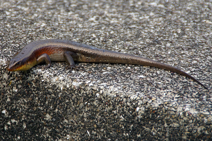 Common Sun Skink (Mabuya multifasciata)