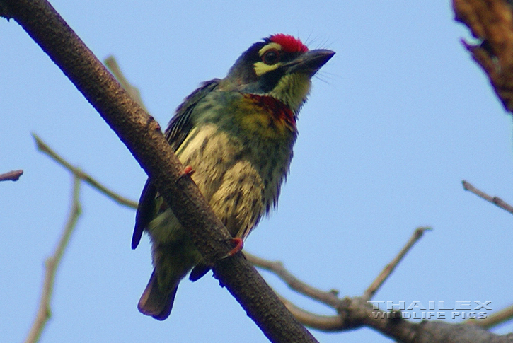 Coppersmith Barbet (Megalaima haemacephala)