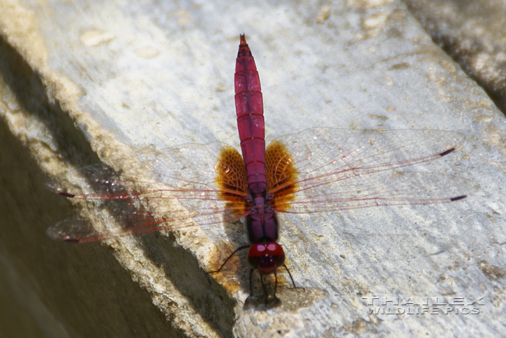 Crimson Marsh Glider (Trithemis aurora)