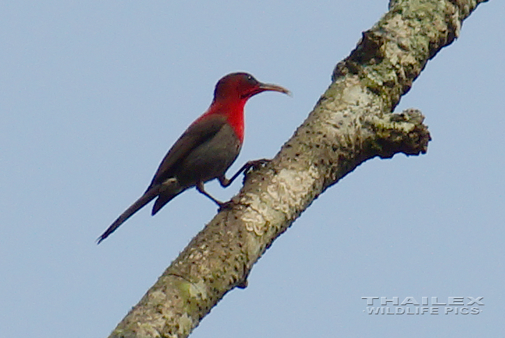 Crimson Sunbird (Aethopyga siparaja)