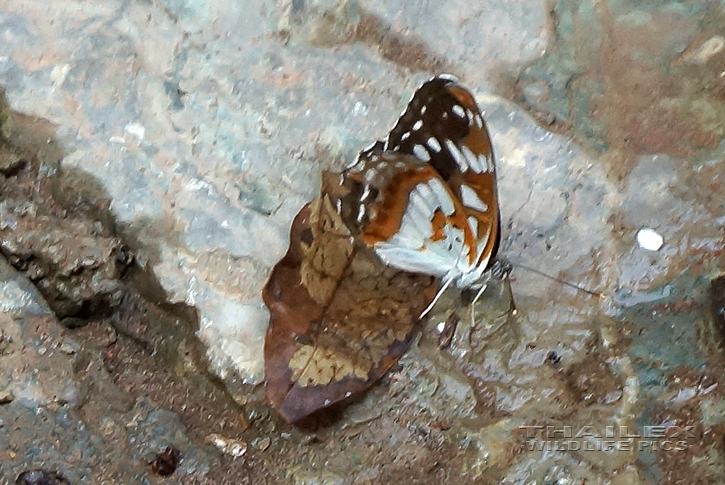 Five-dot Sergeant (Limenitis sulpitia)