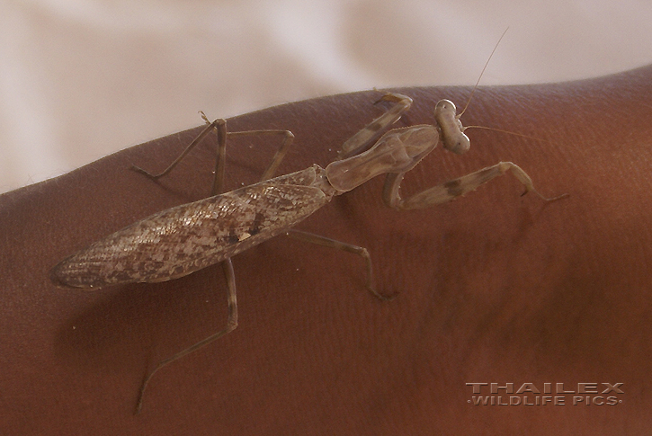 Giant Asian Mantis (Hierodula membranacea)