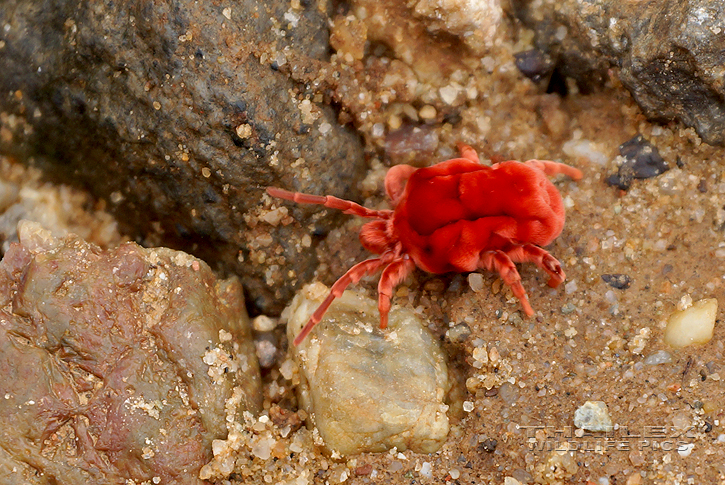 Giant Red Velvet Mite (Trombidium grandissimum)