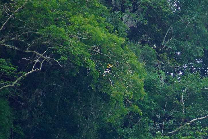 Great Hornbill (Buceros bicornis)