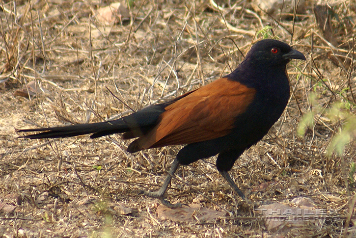 Greater Coucal (Centropus sinensis)