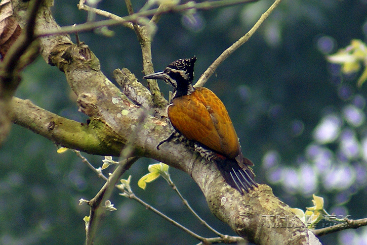 Greater Flameback (Chrysocolaptes lucidus)