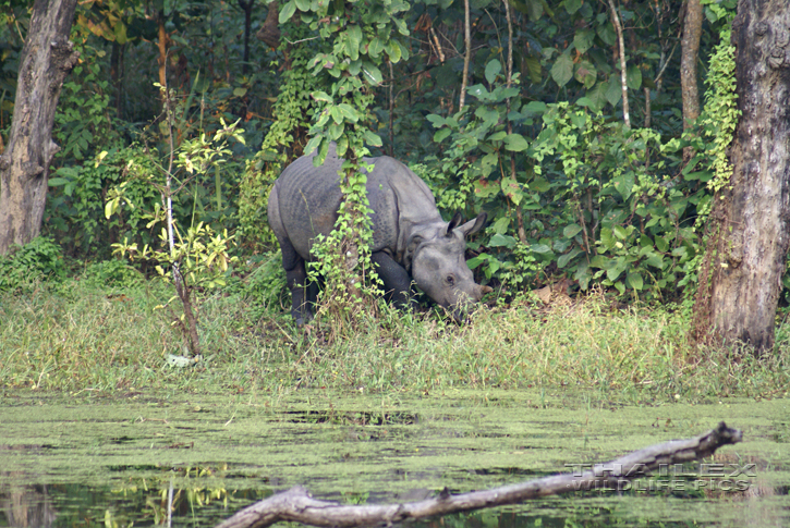 Greater One-horned Rhinoceros (Rhinoceros unicornis)