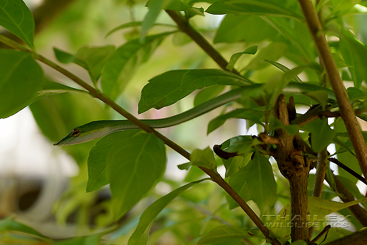 Green Vine Snake (Ahaetulla nasuta)