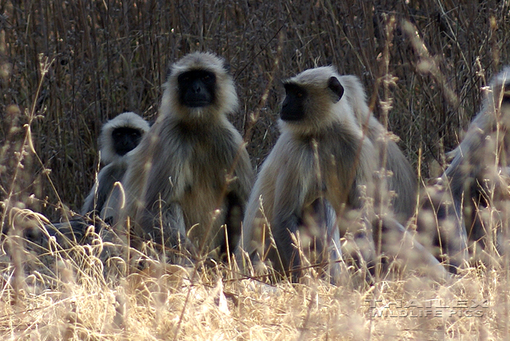 Grey Langur (Semnopithecus entellus)