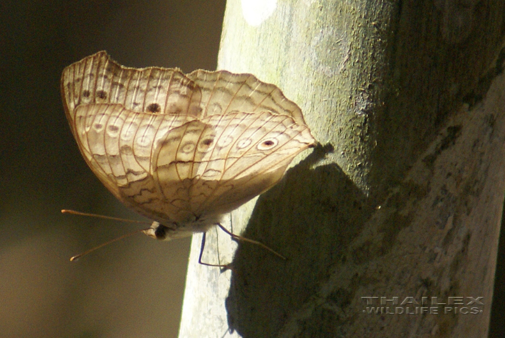 Grey Pansy (Junonia atlites)