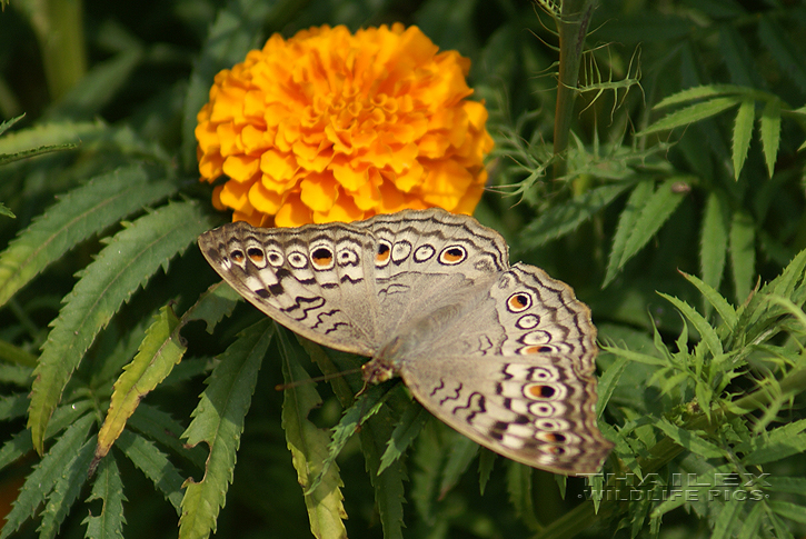 Grey Pansy (Junonia atlites)