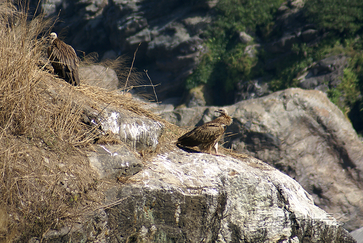 Himalayan Griffon Vulture (Gyps himalayensis)