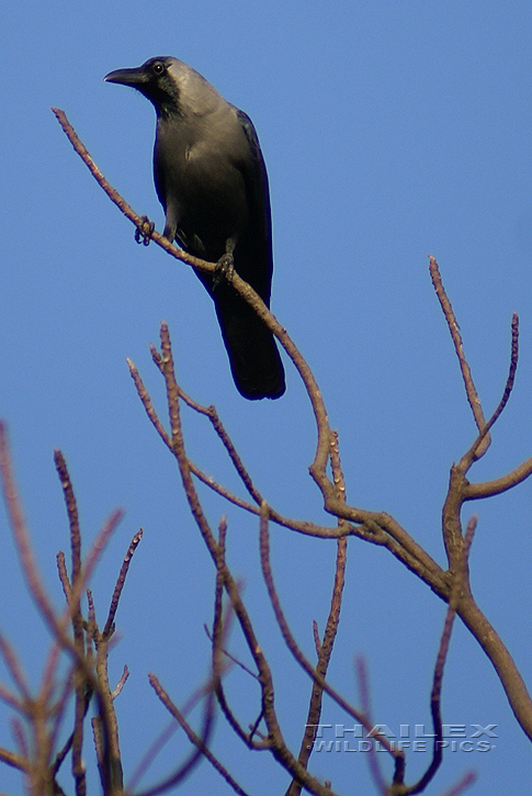 House Crow (Corvus splendens)