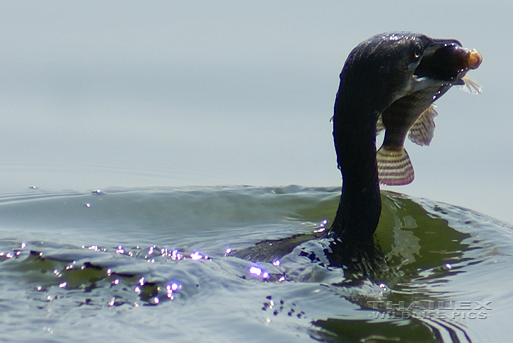 Indian Cormorant (Phalacrocorax fuscicollis)