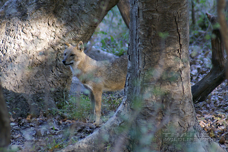 Indian Jackal (Canis aureus indicus)