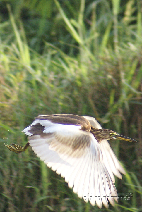 Indian Pond Heron (Ardeola grayii)