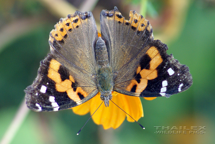 Indian Red Admiral (Vanessa indica)