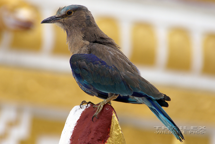 Indian Roller (Coracias benghalensis)