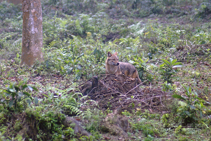 Indian Wolf (Canis indica)