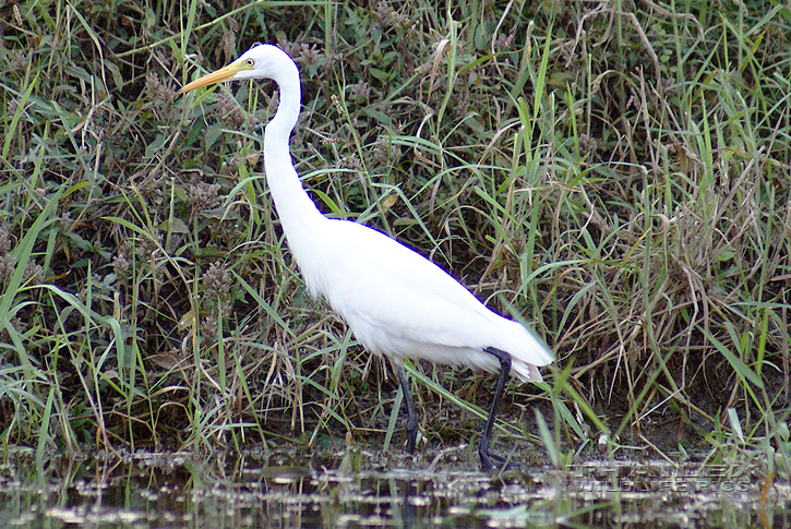 Intermediate Egret (Ardea intermedia)