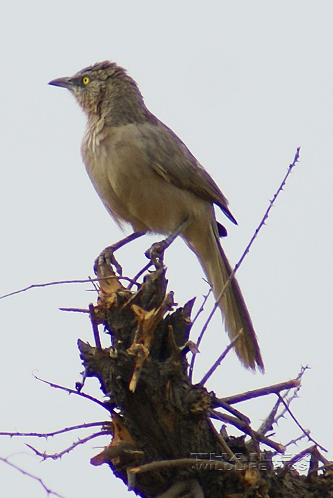 Jungle Babbler (Turdoides striata)