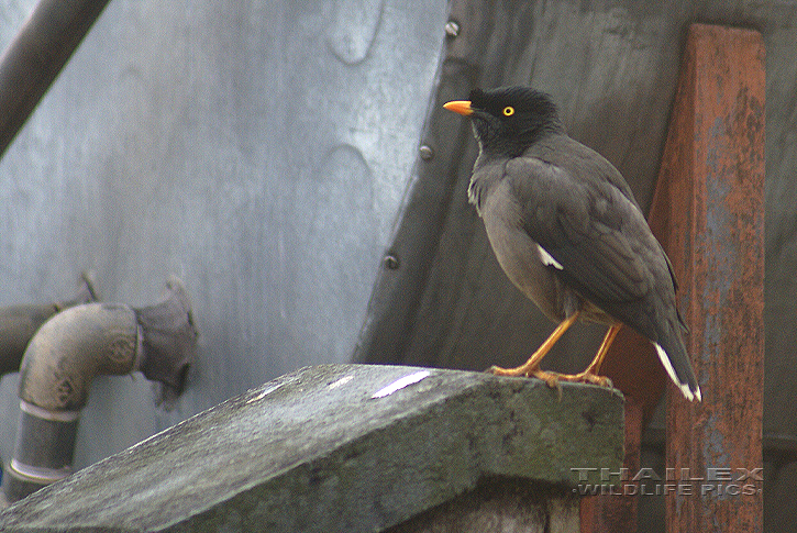 Jungle Myna (Acridotheres fuscus)