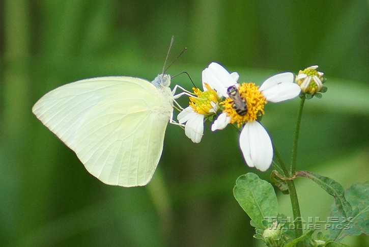 Lemon Emigrant (Catopsilia pomona)