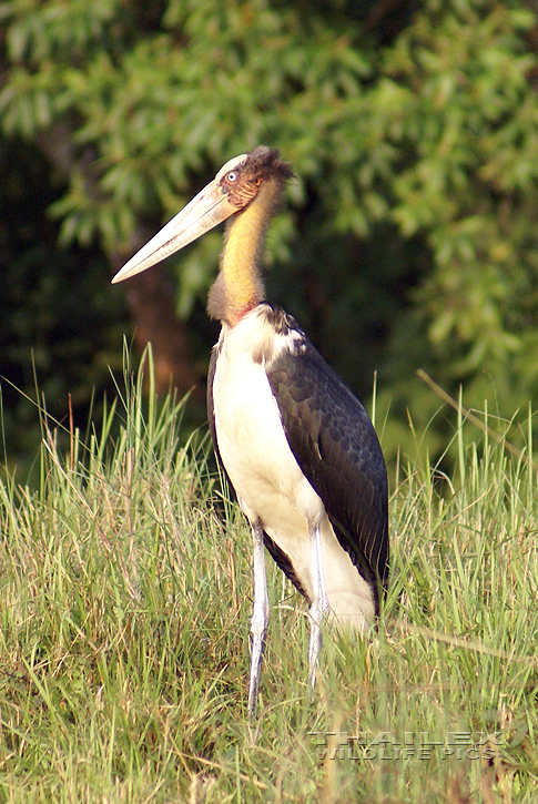 Lesser Adjutant (Leptoptilos javanicus)