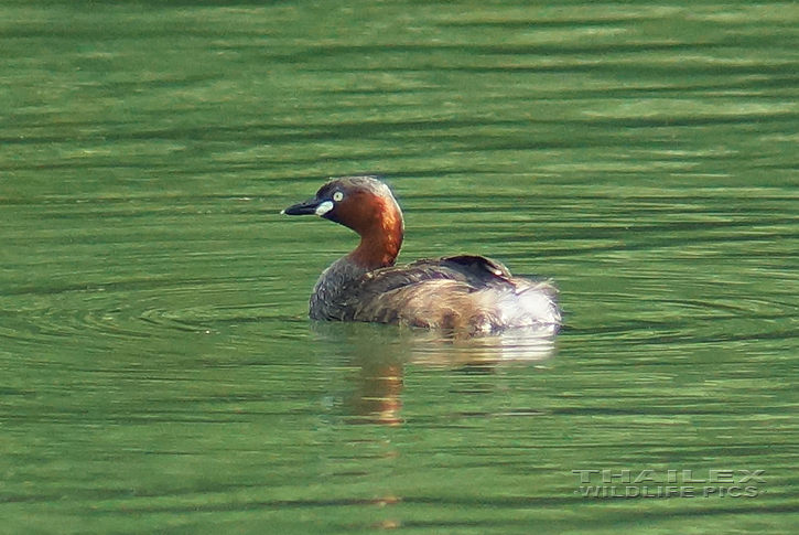 Little Grebe (Tachybaptus ruficollis)