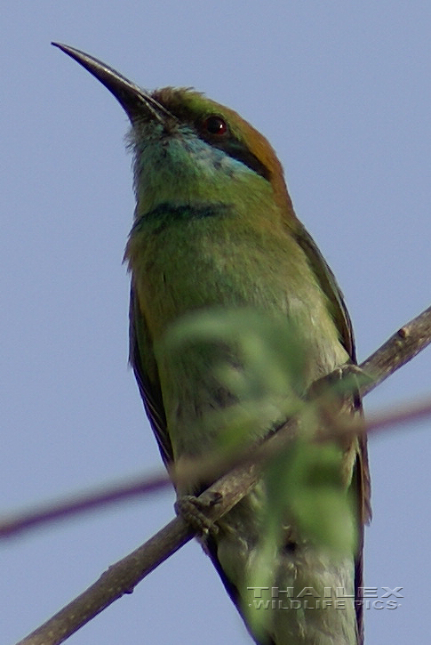 Little Green Bee-eater (Merops orientalis)