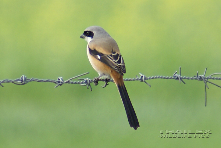 Long-tailed Shrike (Lanius schach)