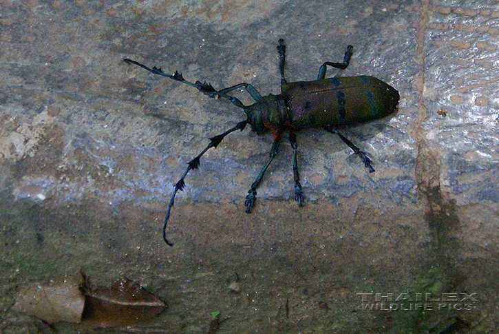 Long-whiskered Soldier Beetle (Diastocera wallichi tonkinensis)