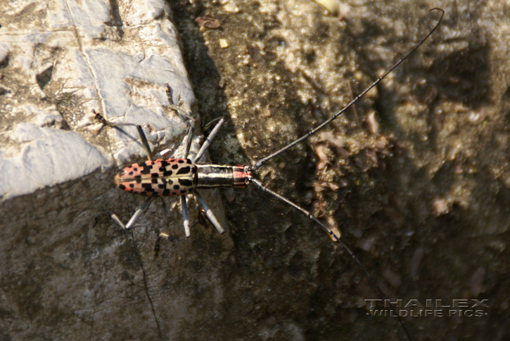 Long-whiskered Zebra-necked Beetle (Macrochenus isabellinus)