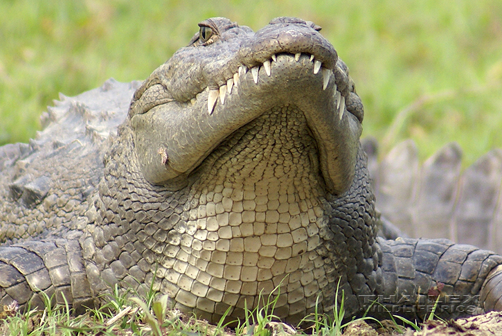 Marsh Crocodile (Crocodylus palustris)