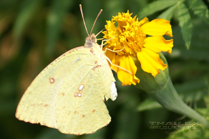 Mottled Emigrant (Catopsilia pyranthe)