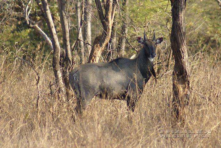 Nilgai (Boselaphus tragocamelus)