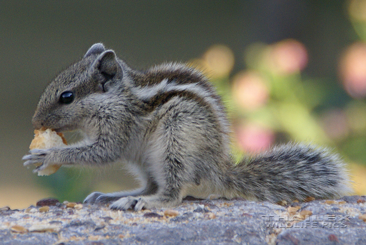 Northern Palm Squirrel (Funambulus pennantii)