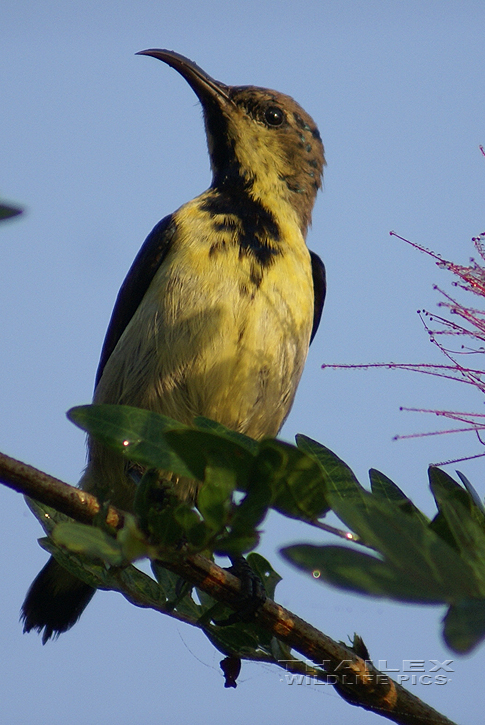 Olive-backed Sunbird (Nectarinia jugularis)