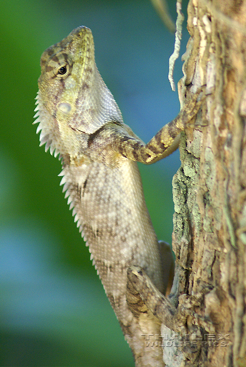 Oriental Garden Lizard (Calotes versicolor)