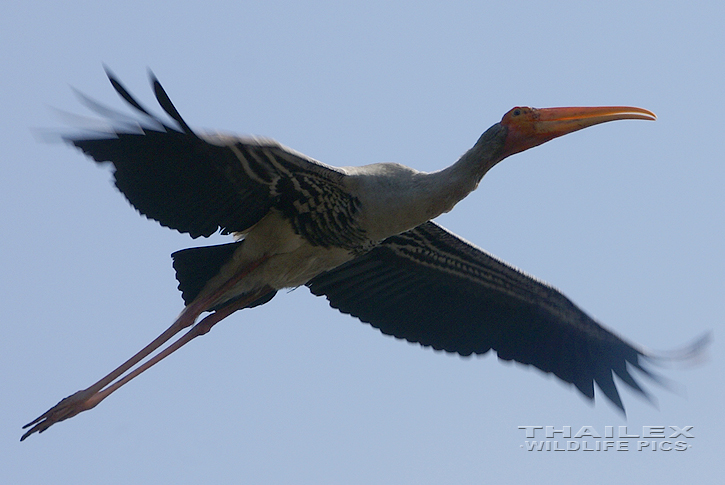 Painted Stork (Mycteria leucocephala)