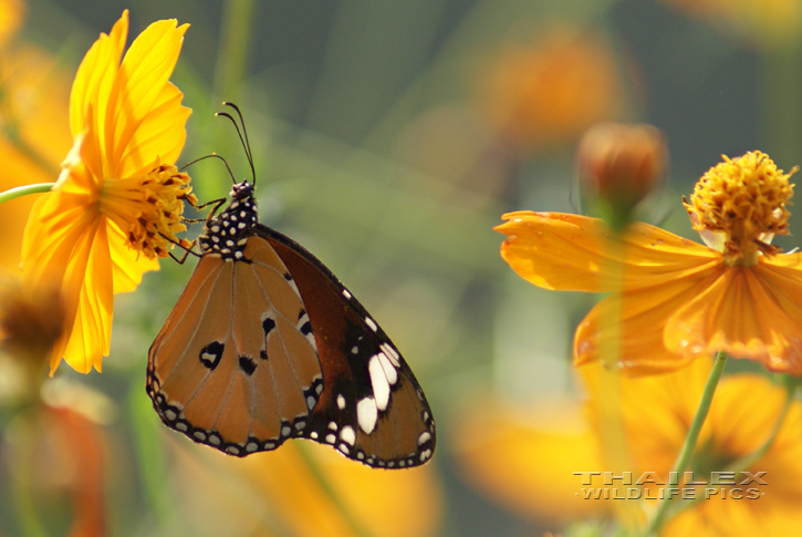 Plain Tiger (Danaus chrysippus)