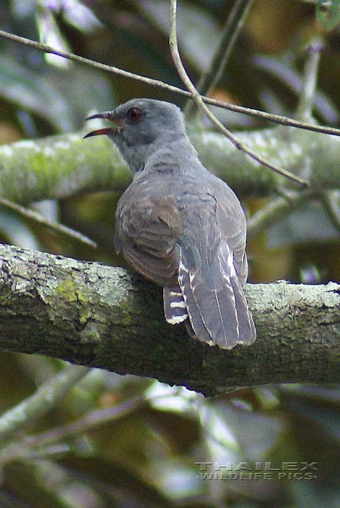 Plaintive Cuckoo (Cacomantis merulinus)