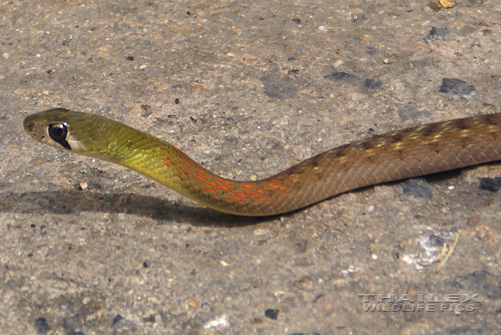 Red-necked Keelback (Rhabdophis subminiatus)