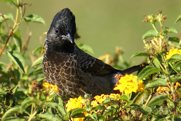 Red-vented Bulbul (Pycnonotus cafer)