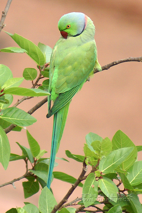 Rose-ringed Parakeet (Psittacula krameri)