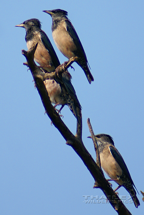 Rosy Starling (Sturnus roseus)