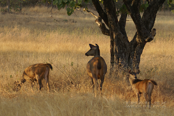 Sambar Deer (Cervus unicolor)