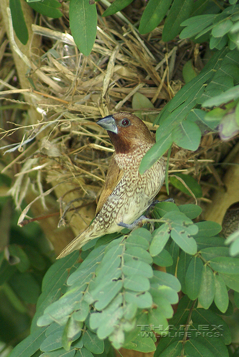 Scaly-breasted Munia (Lonchura punctulata)