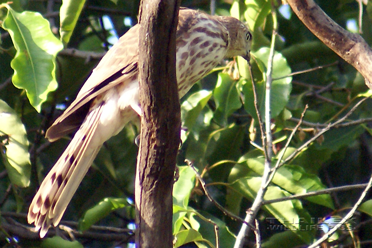 Shikra (Accipiter badius)